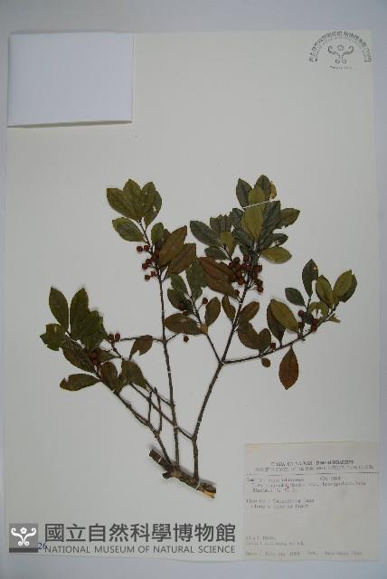 太平山冬青藏品圖，第1張