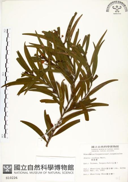 相思樹藏品圖，第1張