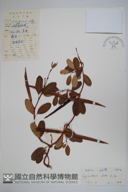 海島藤藏品圖，第1張