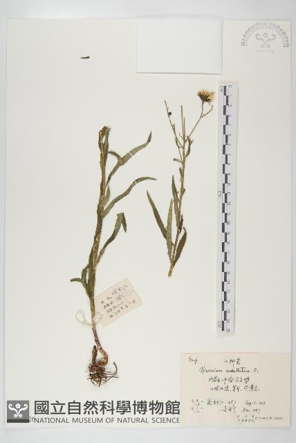 山柳菊藏品圖，第1張