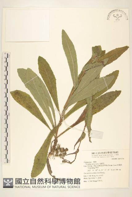 苦苣菜藏品圖，第1張