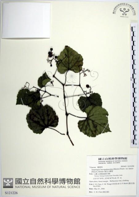 漢氏山葡萄藏品圖，第1張