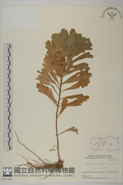 牡蒿藏品圖，第1張