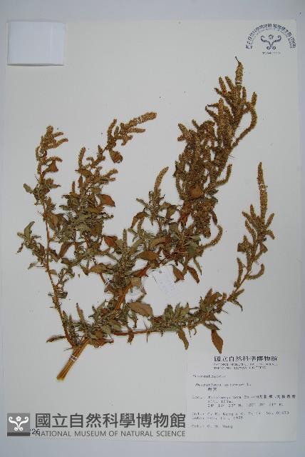 刺莧藏品圖，第1張