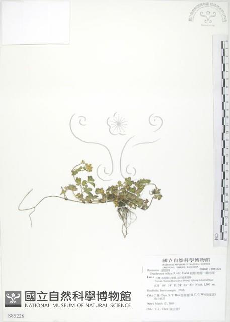 蛇莓、地莓、龍吐珠藏品圖，第1張
