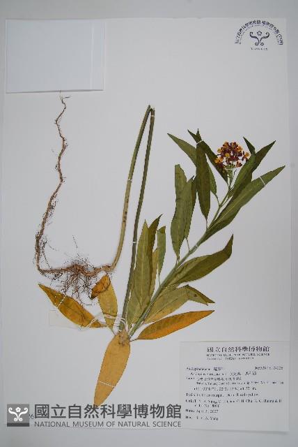 尖尾鳳、馬利筋藏品圖，第1張