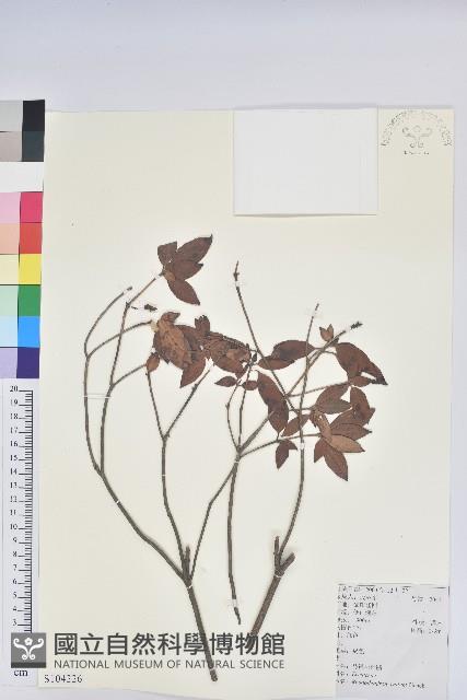 馬銀花藏品圖，第1張