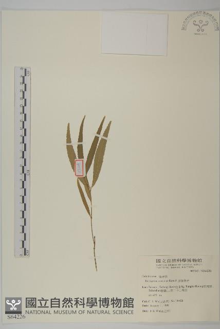 Genichi Euonymus Collection Image, Figure 1, Total 2 Figures