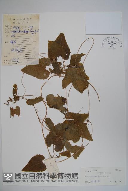 大花金錢豹藏品圖，第1張