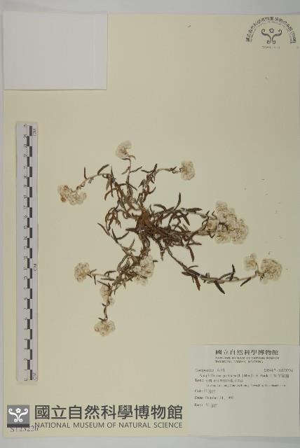 抱莖籟簫藏品圖，第1張