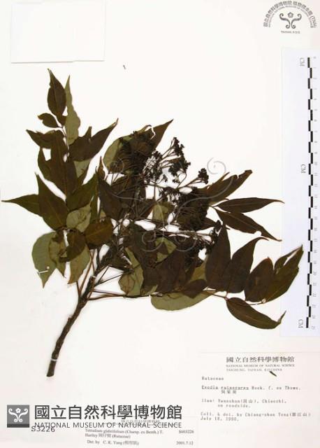 賊仔樹藏品圖，第1張