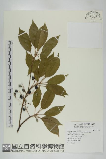 薯豆藏品圖，第1張