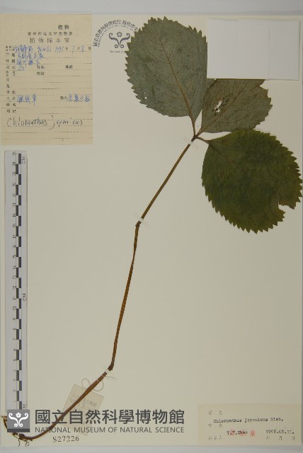 銀線草藏品圖，第1張