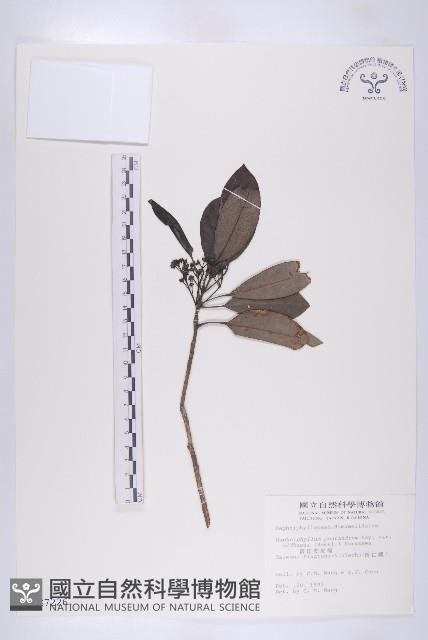 俄氏虎皮楠藏品圖，第1張