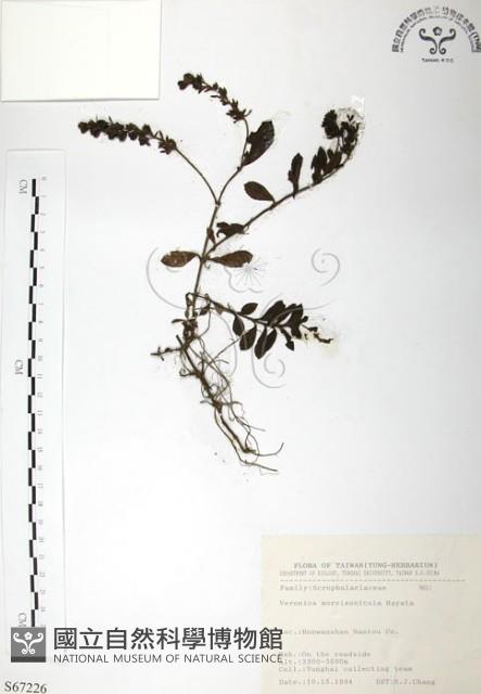 玉山水苦賈藏品圖，第1張