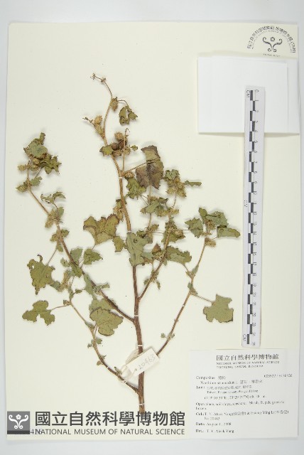 蒼耳、羊帶來藏品圖，第1張