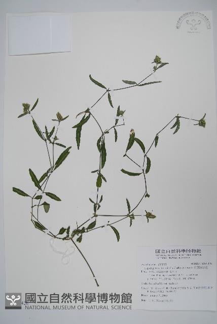 柳葉鱗球花藏品圖，第1張