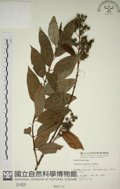大葉溲疏藏品圖，第1張
