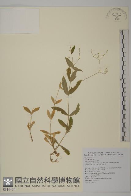 高山無心菜藏品圖，第1張