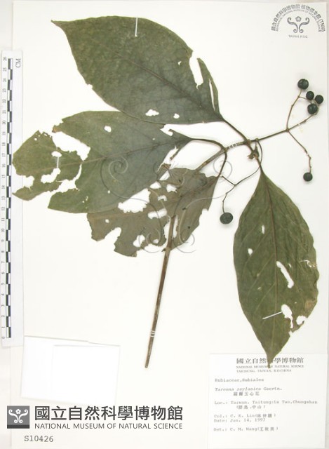 錫蘭玉心花藏品圖，第1張