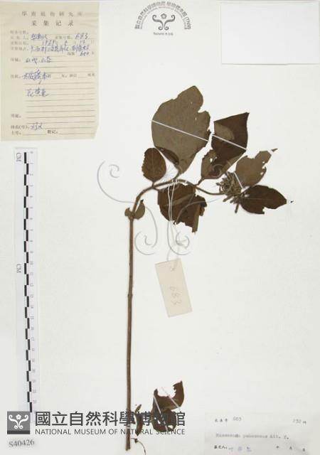 毛玉葉金花藏品圖，第1張