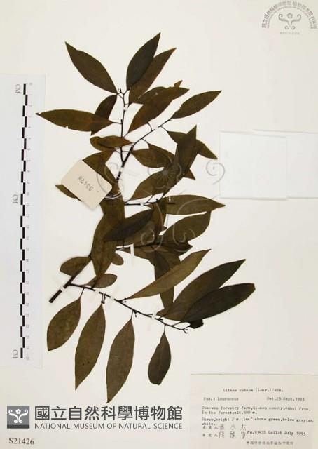 山胡椒藏品圖，第1張