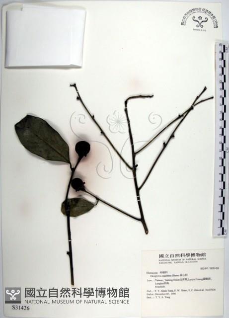 黃心柿藏品圖，第1張