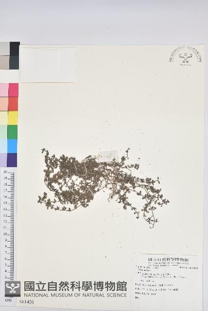 登錄號:S081426藏品圖，第1張