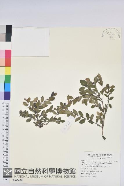 臺灣山漆莖藏品圖，第1張