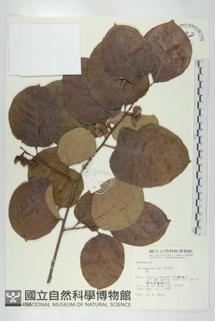 柿、柿仔、紅柿藏品圖，第1張