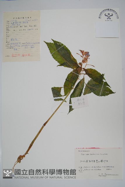 登錄號:S055426藏品圖，第1張