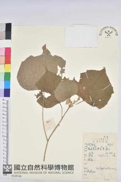 登錄號:S135426藏品圖，第1張