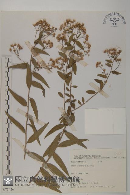 臺灣馬蘭藏品圖，第1張