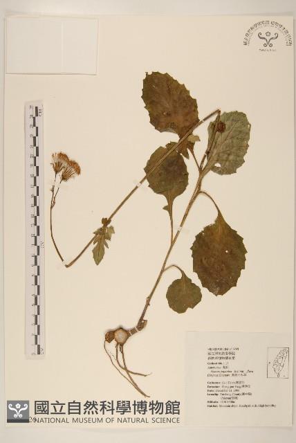 黃花三七草藏品圖，第1張