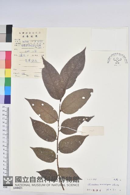 毛果算盤子藏品圖，第1張