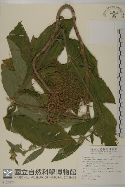 地膽草、毛蓮菜藏品圖，第1張