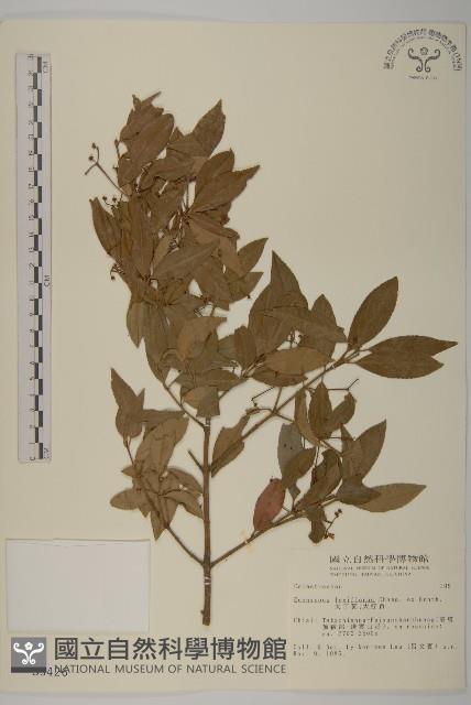 大丁黃藏品圖，第1張