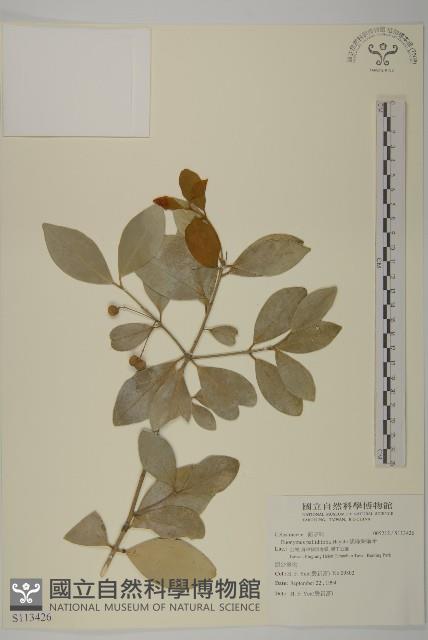 淡綠葉衛矛藏品圖，第1張