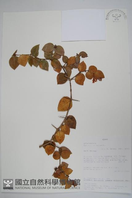 登錄號:S093426藏品圖，第1張