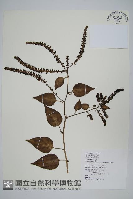 漿果莧、紐藤藏品圖，第1張