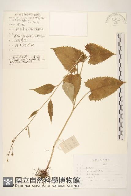 長白鳳毛菊藏品圖，第1張