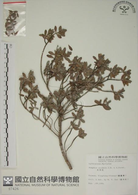 水芫花藏品圖，第1張