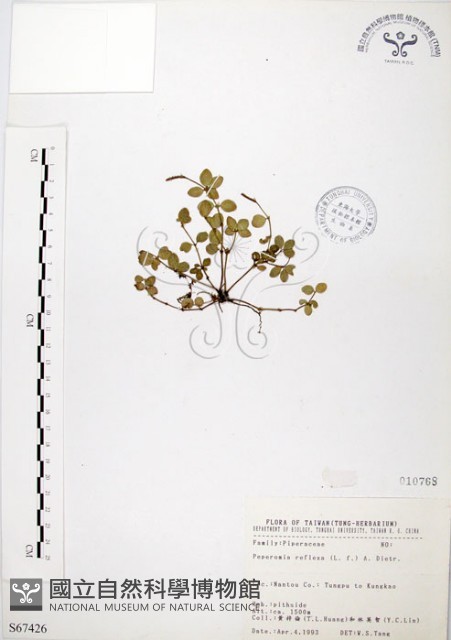 小椒草藏品圖，第1張