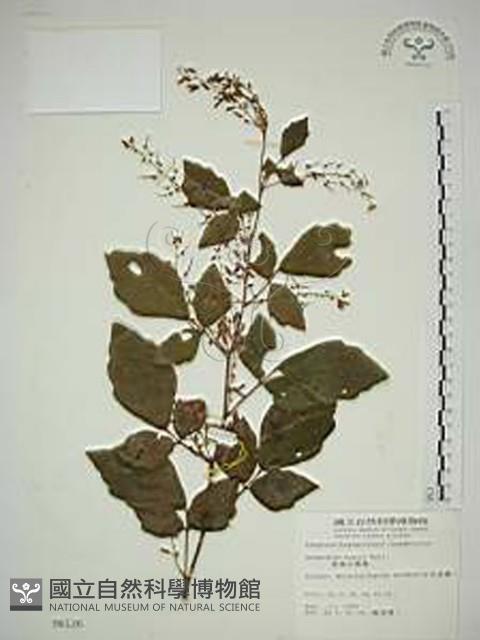 波葉山螞蝗藏品圖，第1張