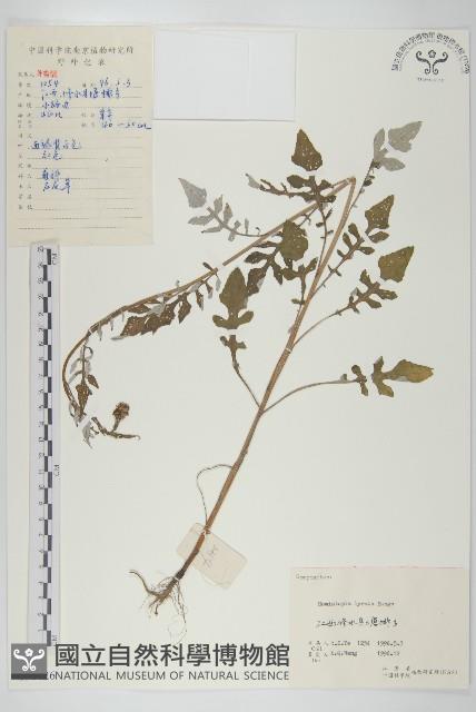 泥胡菜藏品圖，第1張