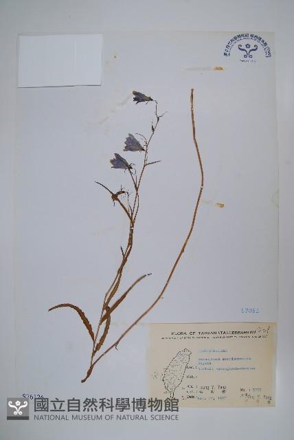 玉山沙參藏品圖，第1張