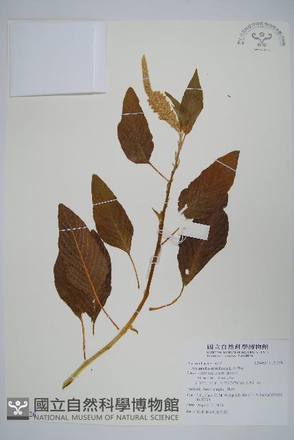 反枝莧藏品圖，第1張