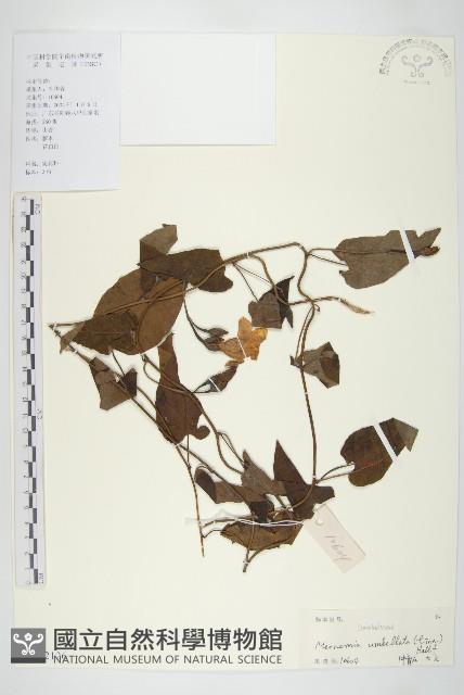 毛姬旋花藏品圖，第1張