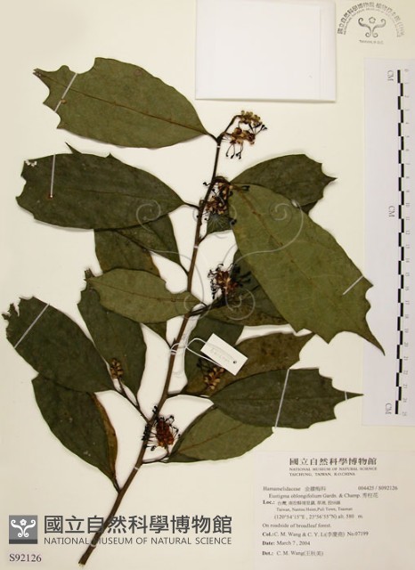秀柱花藏品圖，第1張