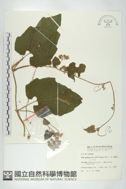 青牛膽藏品圖，第1張